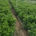 普宁市大量供应非洲茉莉各种规格
