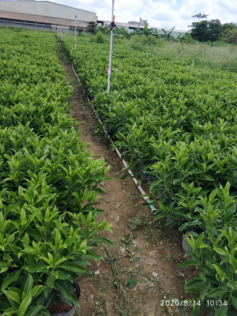 普宁市大量供应非洲茉莉各种规格