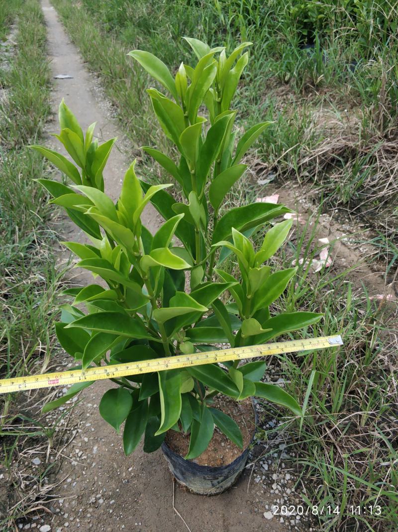 普宁市大量供应非洲茉莉各种规格