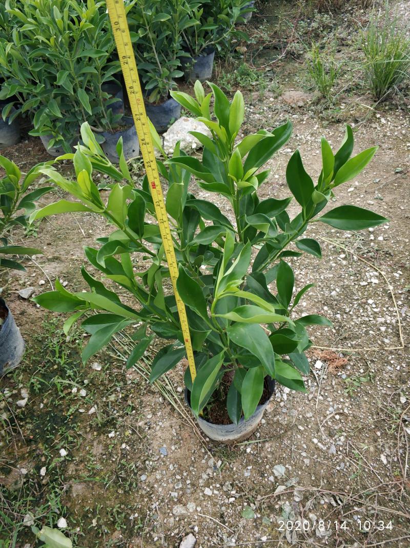 普宁市大量供应非洲茉莉各种规格