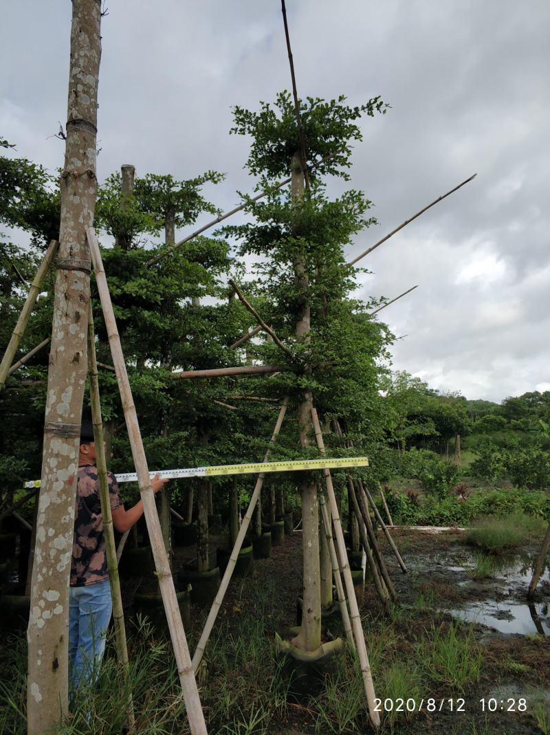 普宁市供应小叶榄仁10-20分人造榄仁