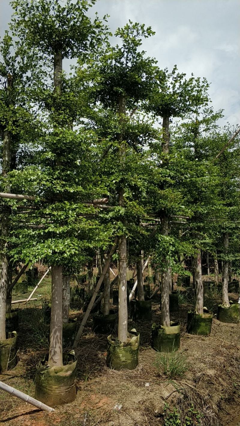 普宁市供应小叶榄仁10-20分人造榄仁