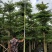 普宁市供应小叶榄仁10-20分人造榄仁