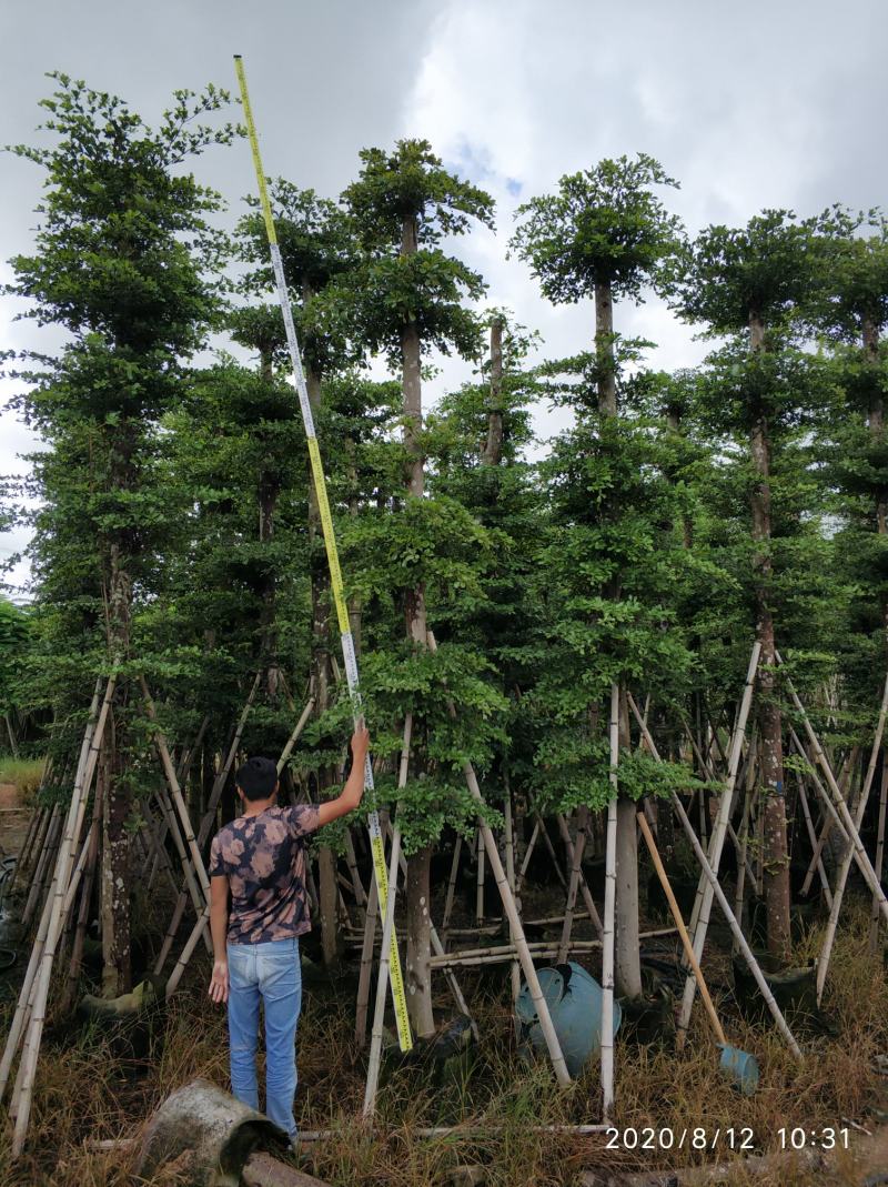 普宁市供应小叶榄仁10-20分人造榄仁