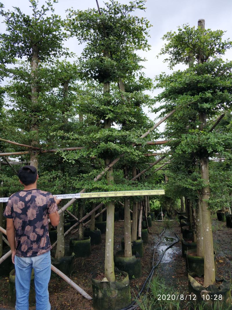 普宁市供应小叶榄仁10-20分人造榄仁