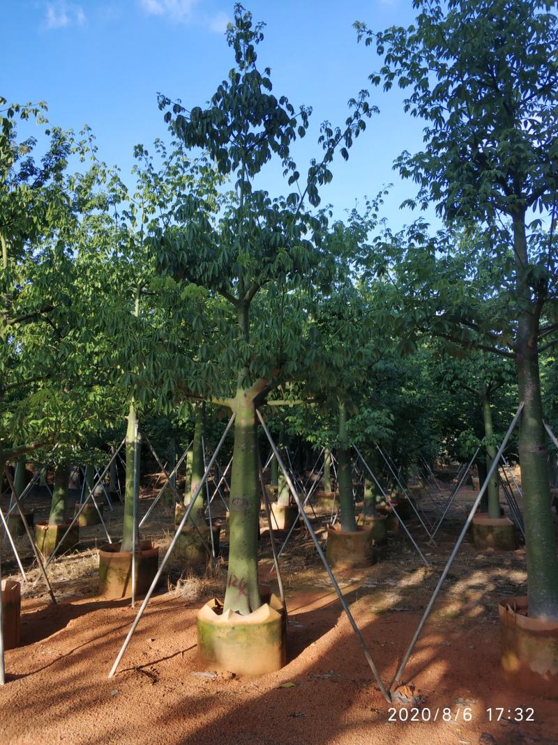 普宁市供应大福木棉需要联系