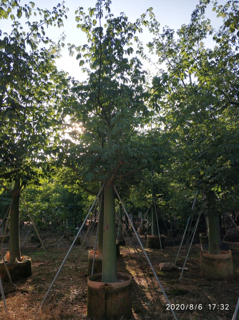 普宁市供应大福木棉需要联系