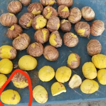 贵望板栗内质量非常达标
