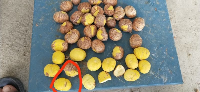 贵望板栗内质量非常达标