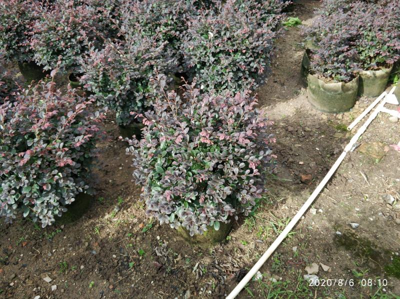 普宁市供应红继木球需要联系