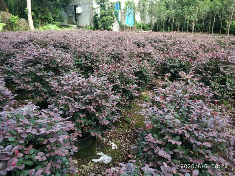 普宁市供应红继木球需要联系
