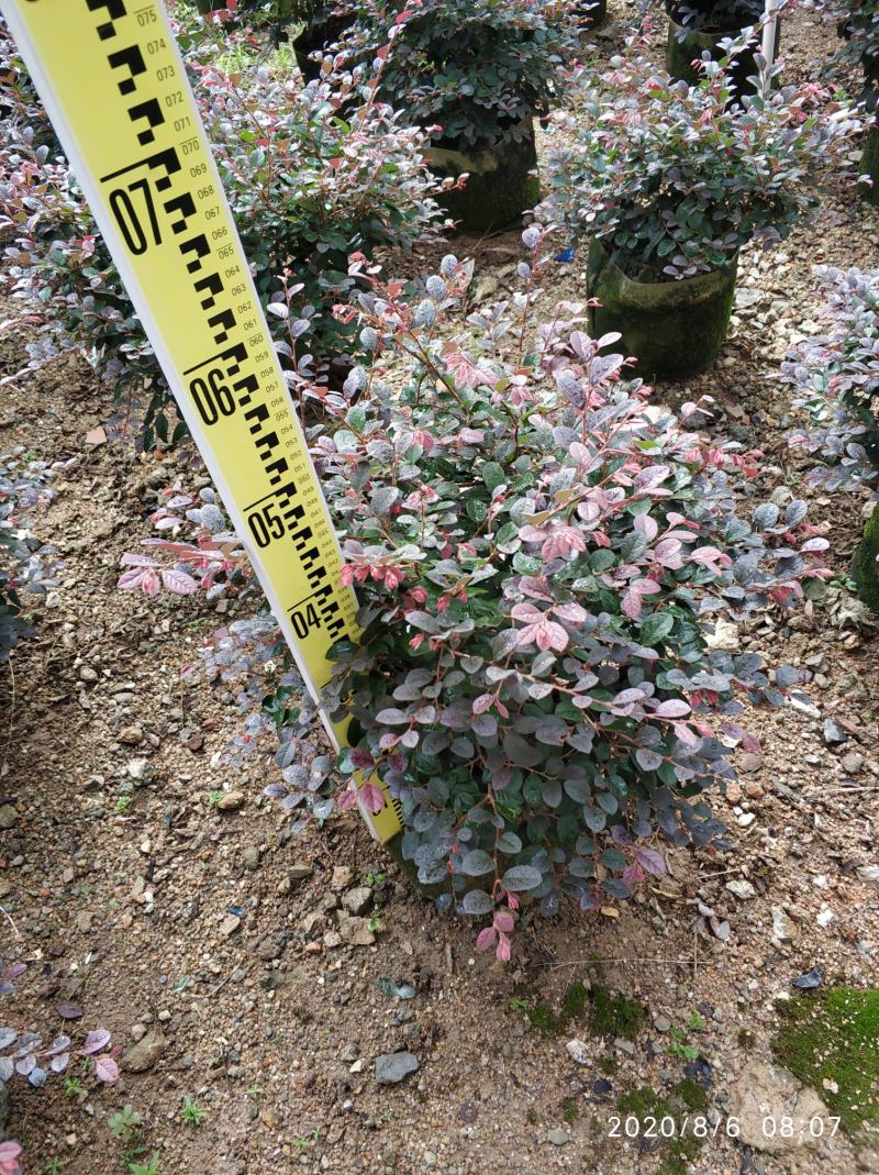 普宁市供应红继木球需要联系