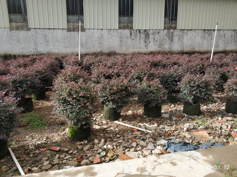 普宁市供应红继木球需要联系