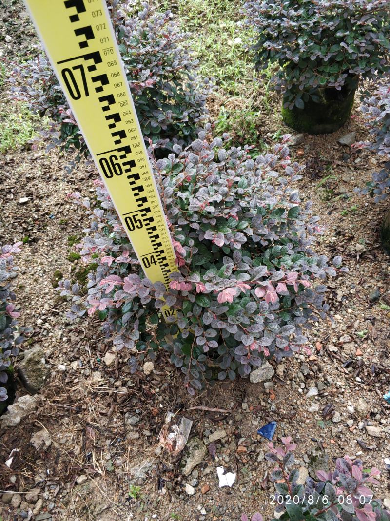 普宁市供应红继木球需要联系