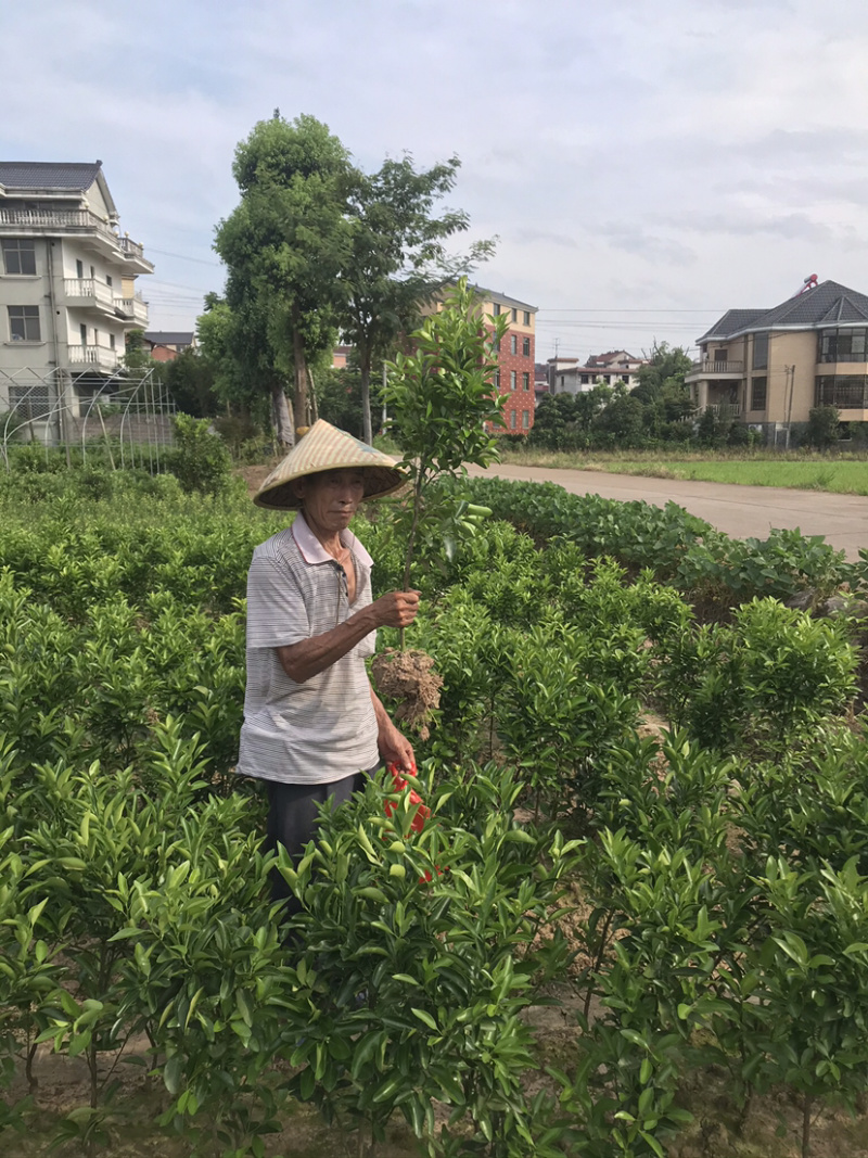 橘子苗嫁接丑橘苗不知火丑柑粑粑柑四川丑橘当年结果