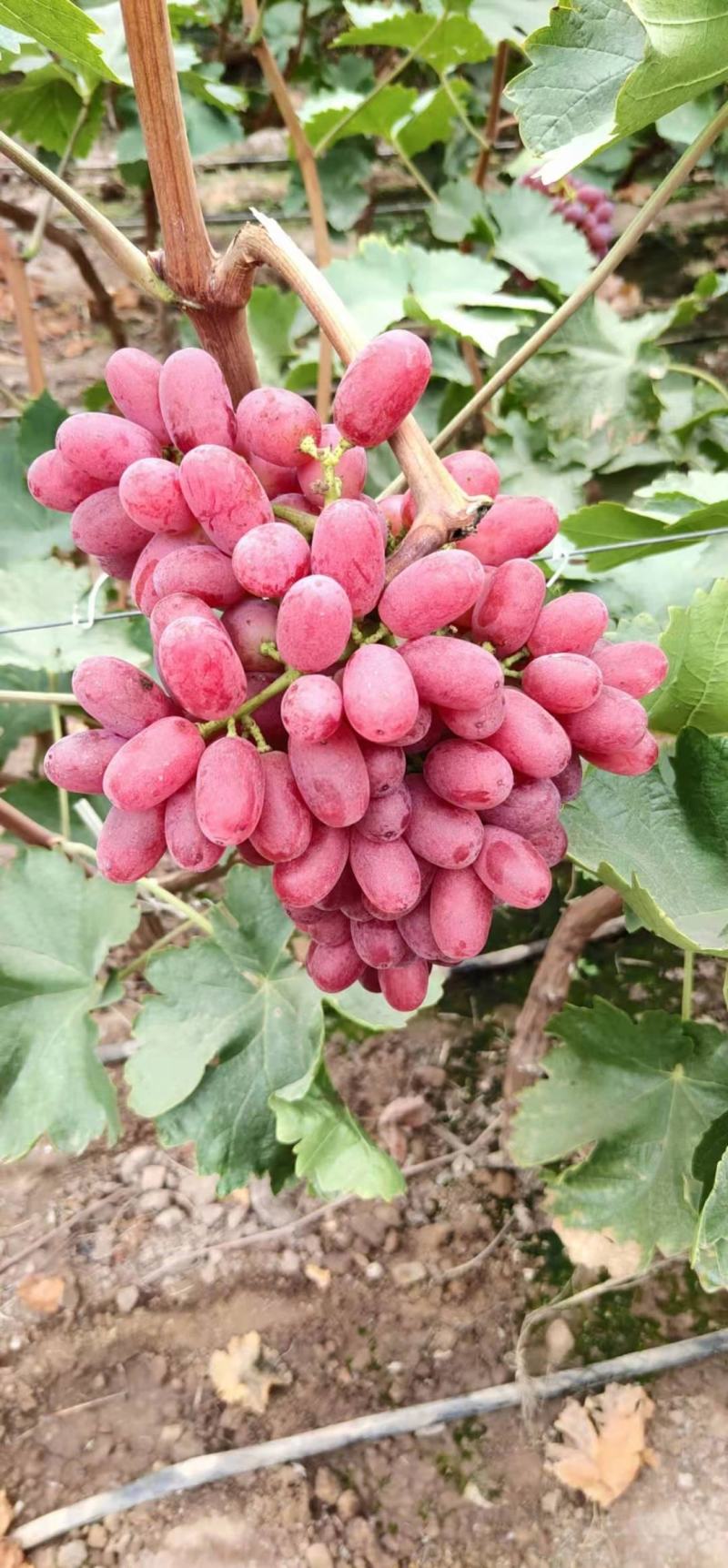 大凉山西昌克伦生葡萄