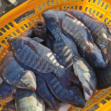 珠海市平沙无公害罗非鱼基地