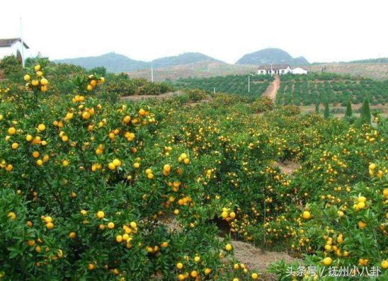 南丰蜜桔（贡桔）果园直供，现采现摘统货鲜果，提供食宿！