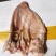 新鲜冷冻猪耳朵生猪耳朵带根耳朵毛重含冰19斤卤菜食堂学