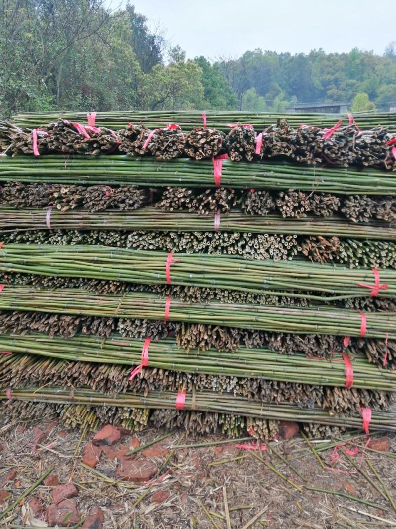 长期出售菜架竹，豆角架，西红柿，竹扦各种规格，各种品种价