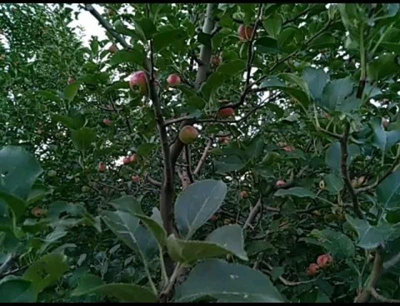 123苹果大量上市，六角一斤，轻微雹伤果
