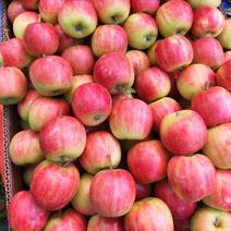 123苹果大量上市，六角一斤，轻微雹伤果