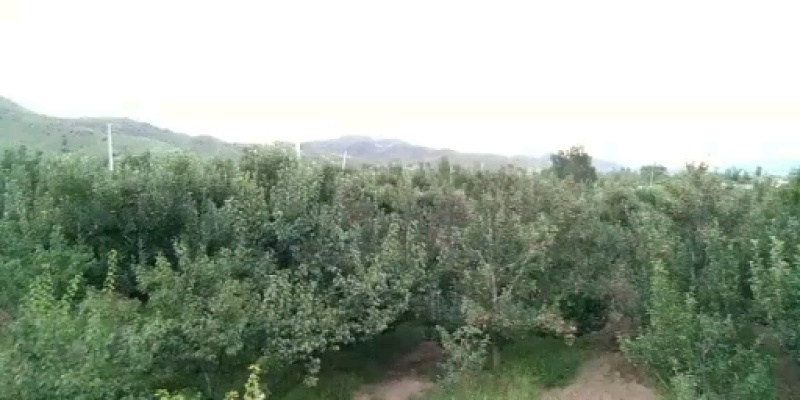 123苹果大量上市，六角一斤，轻微雹伤果