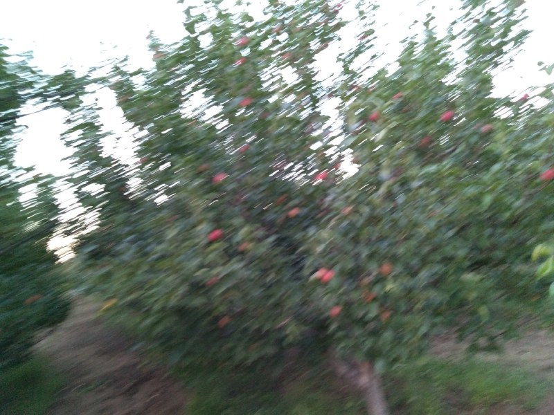 123苹果大量上市，六角一斤，轻微雹伤果