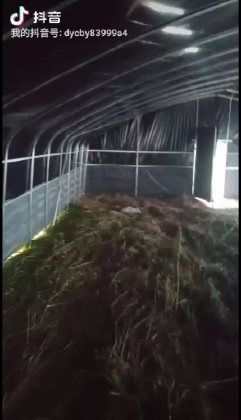 养殖大棚*种植大棚*果树棚*避雨棚*菌菇种植棚