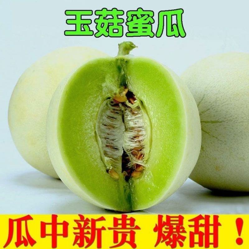 现摘玉菇甜瓜10斤香瓜新鲜包邮绿肉糯甜冰淇淋白兰瓜蜜瓜