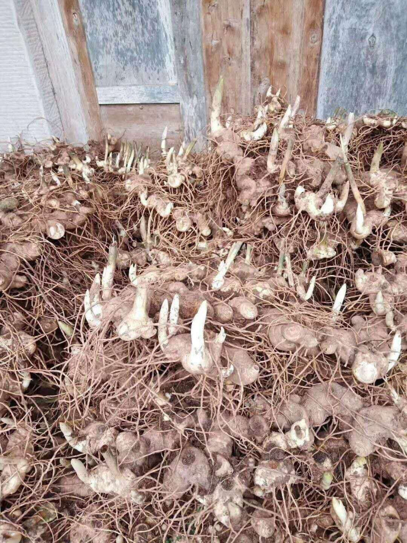 黄精块茎，多花姜型甜黄精，提供技术指导，回收一件代发
