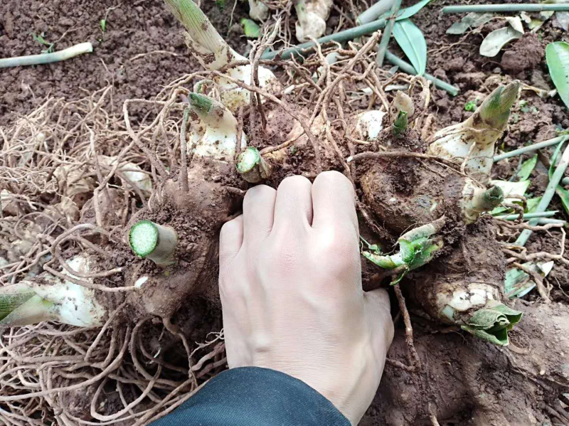 黄精块茎，多花姜型甜黄精，提供技术指导，回收一件代发