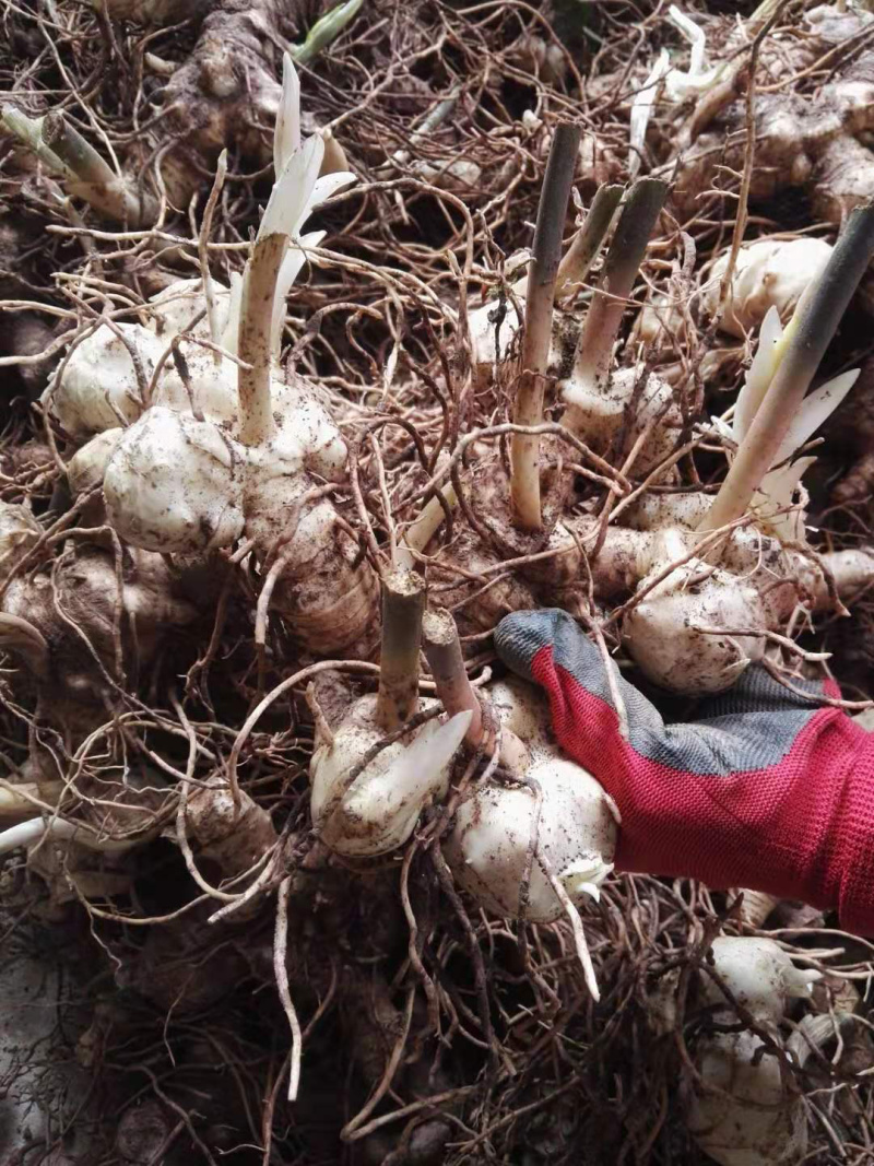 黄精块茎，多花姜型甜黄精，提供技术指导，回收一件代发