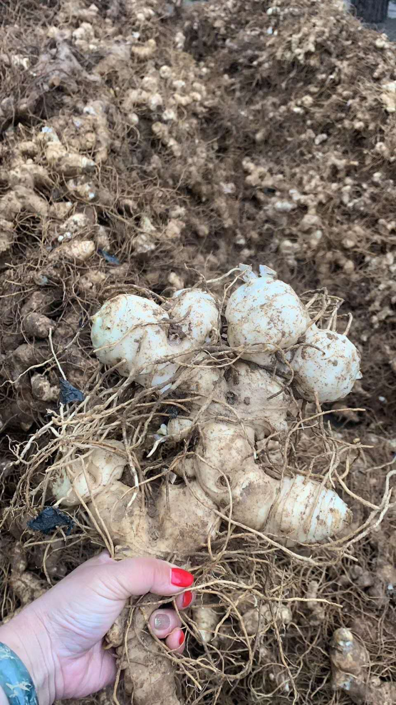 黄精块茎，多花姜型甜黄精，提供技术指导，回收一件代发