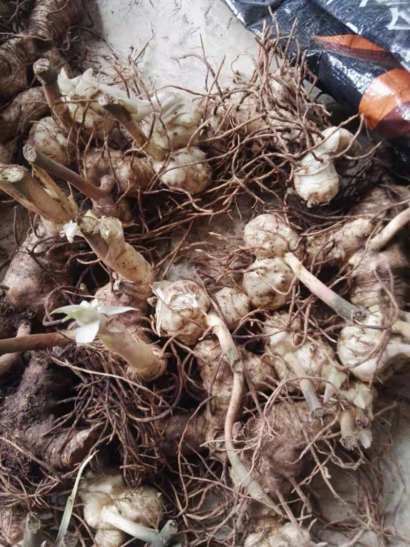 黄精块茎，多花姜型甜黄精，提供技术指导，回收一件代发