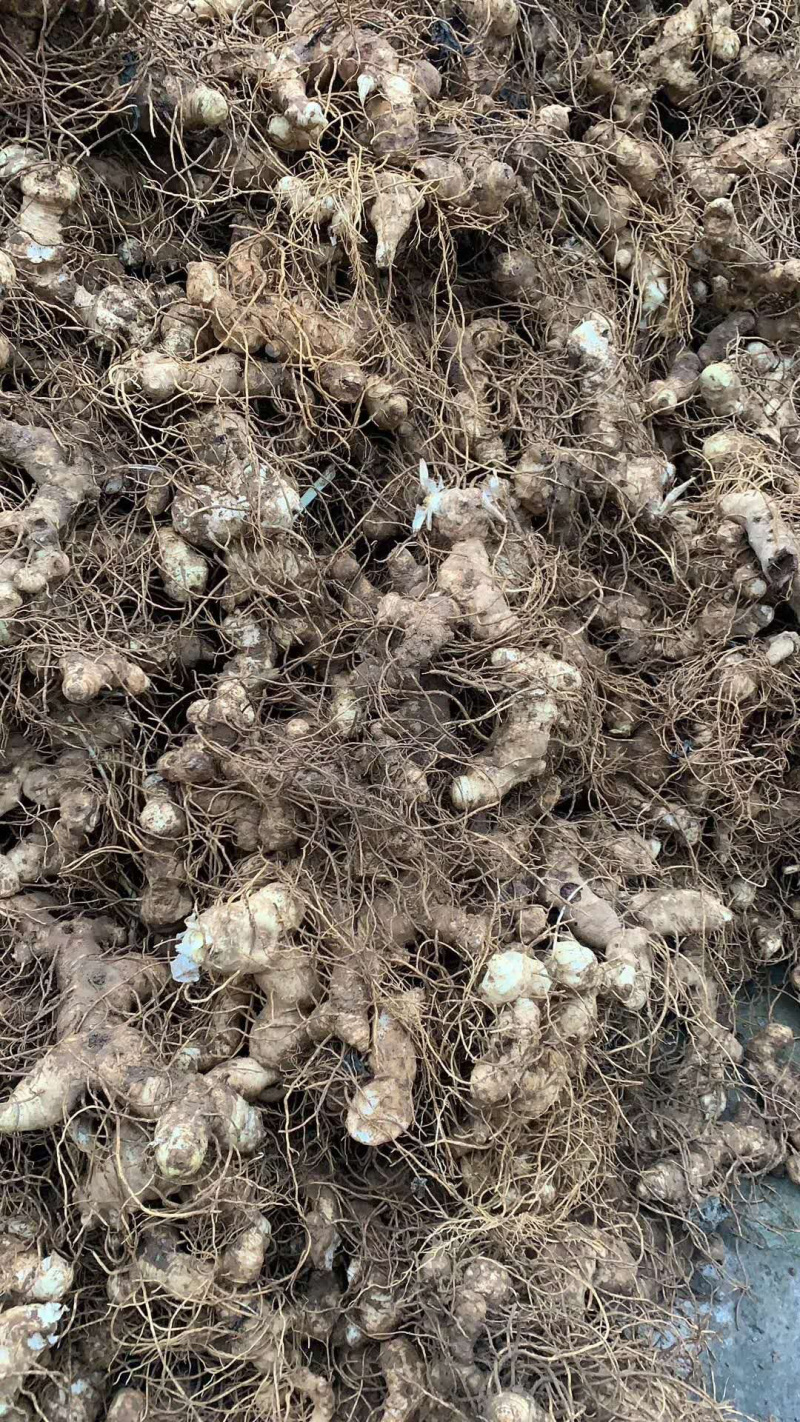 黄精块茎，多花姜型甜黄精，提供技术指导，回收一件代发