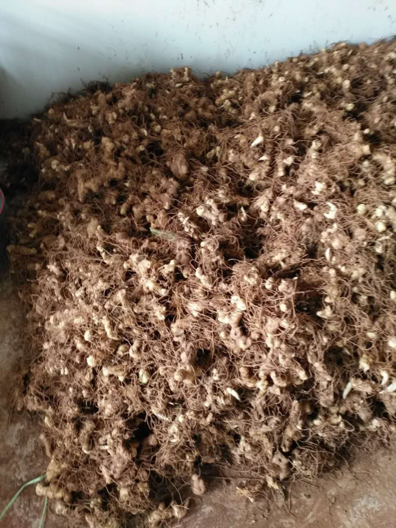 黄精块茎，多花姜型甜黄精，提供技术指导，回收一件代发