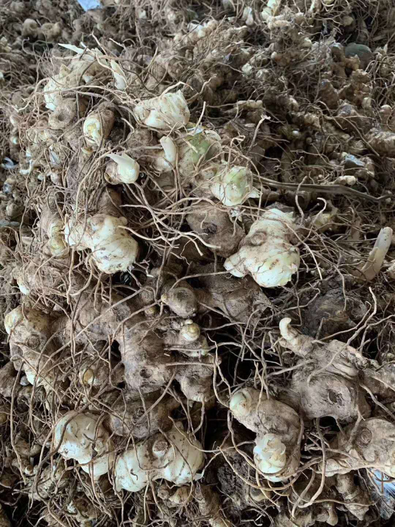 黄精块茎，多花姜型甜黄精，提供技术指导，回收一件代发