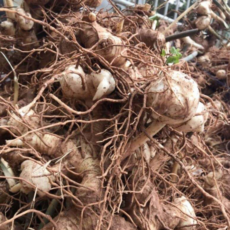 黄精块茎，多花姜型甜黄精，提供技术指导，回收一件代发
