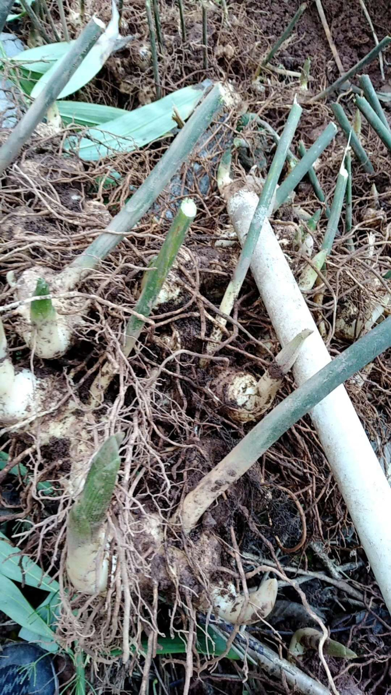 黄精块茎，多花姜型甜黄精，提供技术指导，回收一件代发
