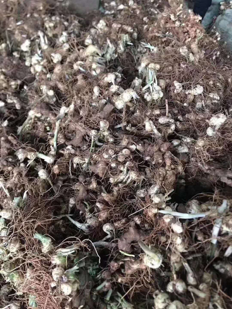 黄精块茎，多花姜型甜黄精，提供技术指导，回收一件代发