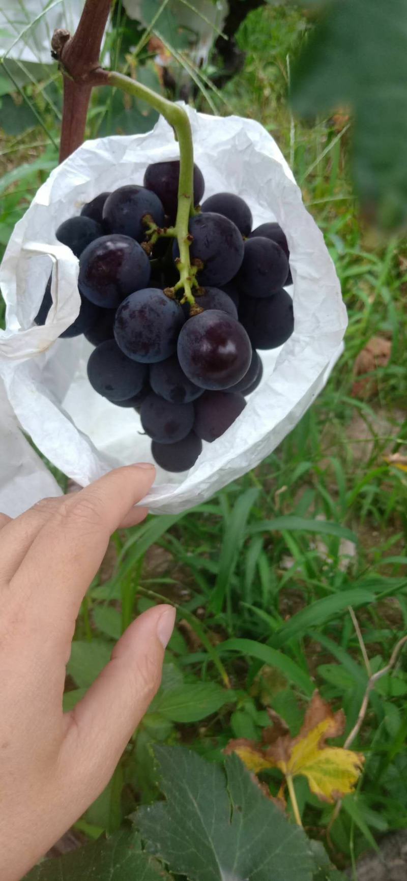 山地巨峰葡萄！甜的很，货好，价格，合适！！！！！