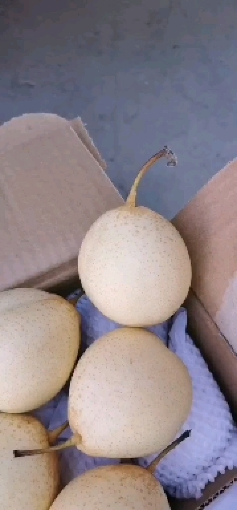 库存鸭梨滞销，助农销售，特价销售，帮助果农