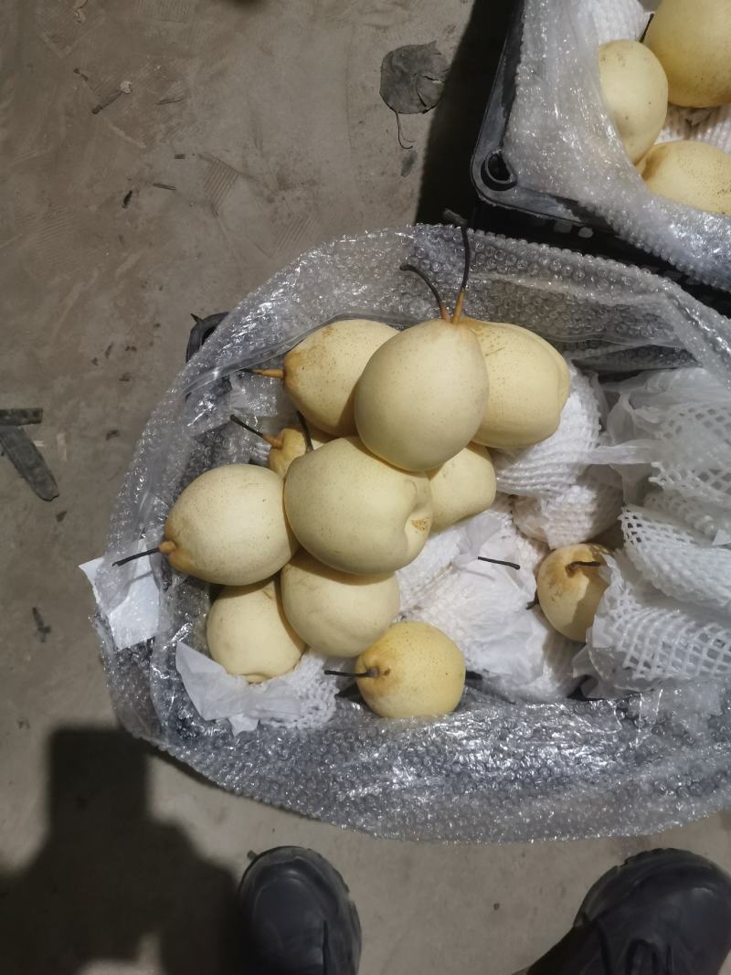 库存鸭梨滞销，助农销售，特价销售，帮助果农