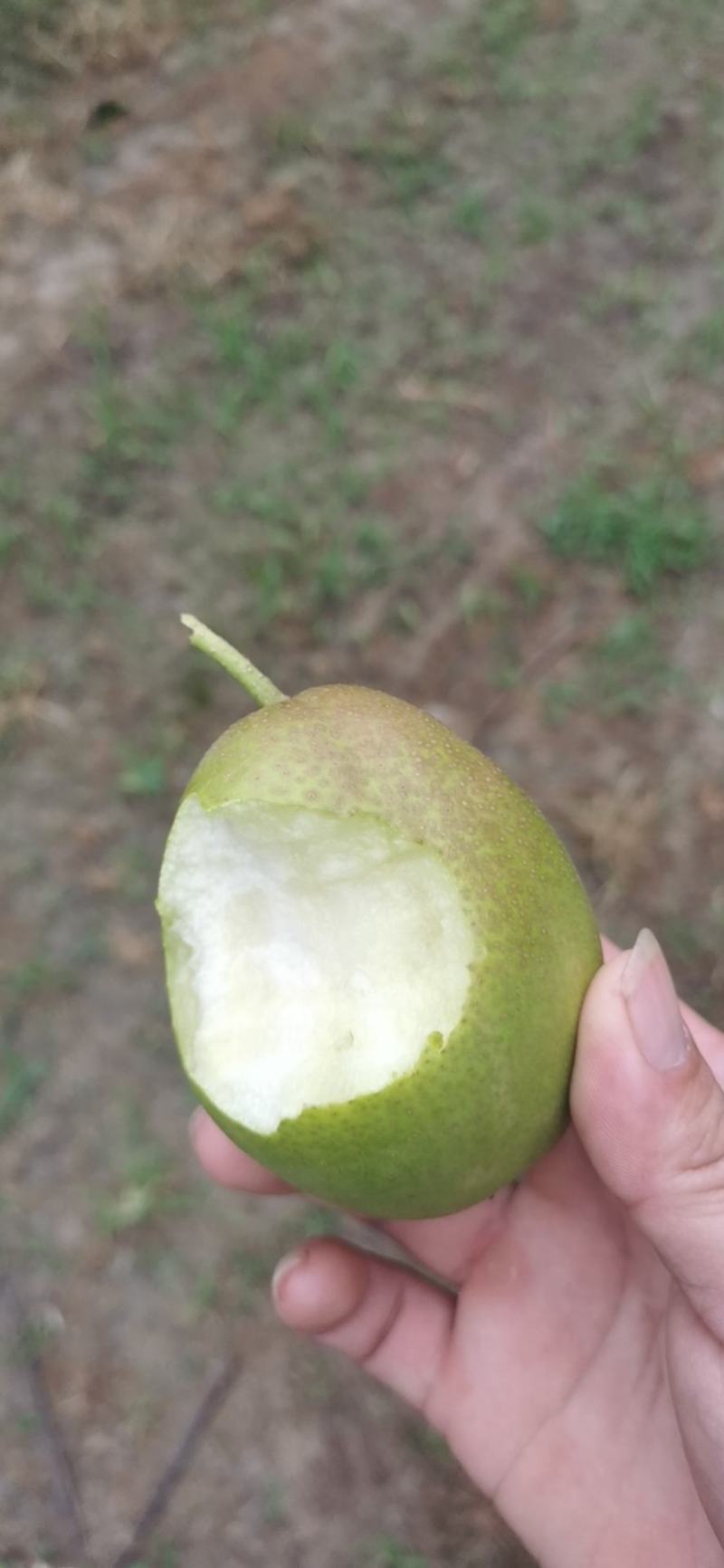 红香酥颜色漂亮河北产地大量库存【冷库/鲜货】