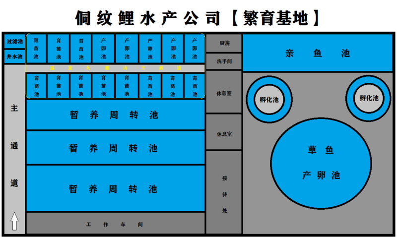 锦鲤（来自侗族的锦鲤品种）鲤鱼苗自己繁殖自己养殖