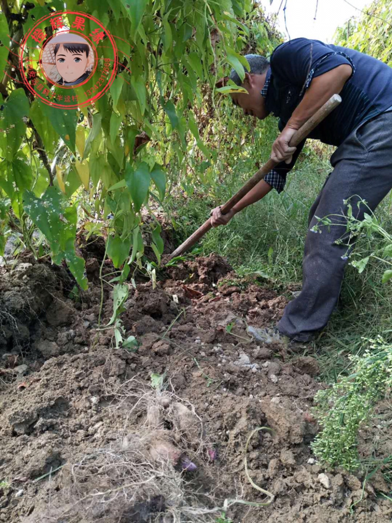 赣南紫山药种植万亩基地/优选一件代发/合作愉快！
