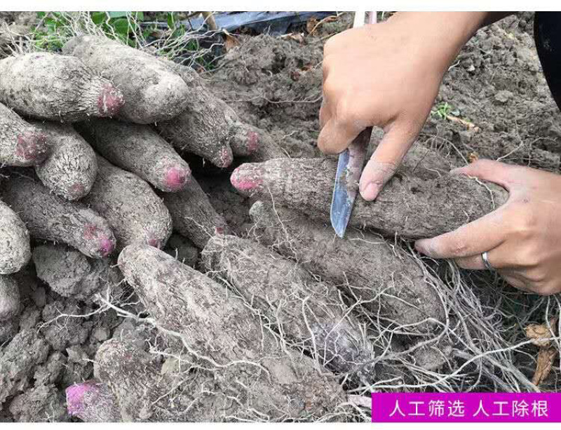 赣南紫山药种植万亩基地/优选一件代发/合作愉快！