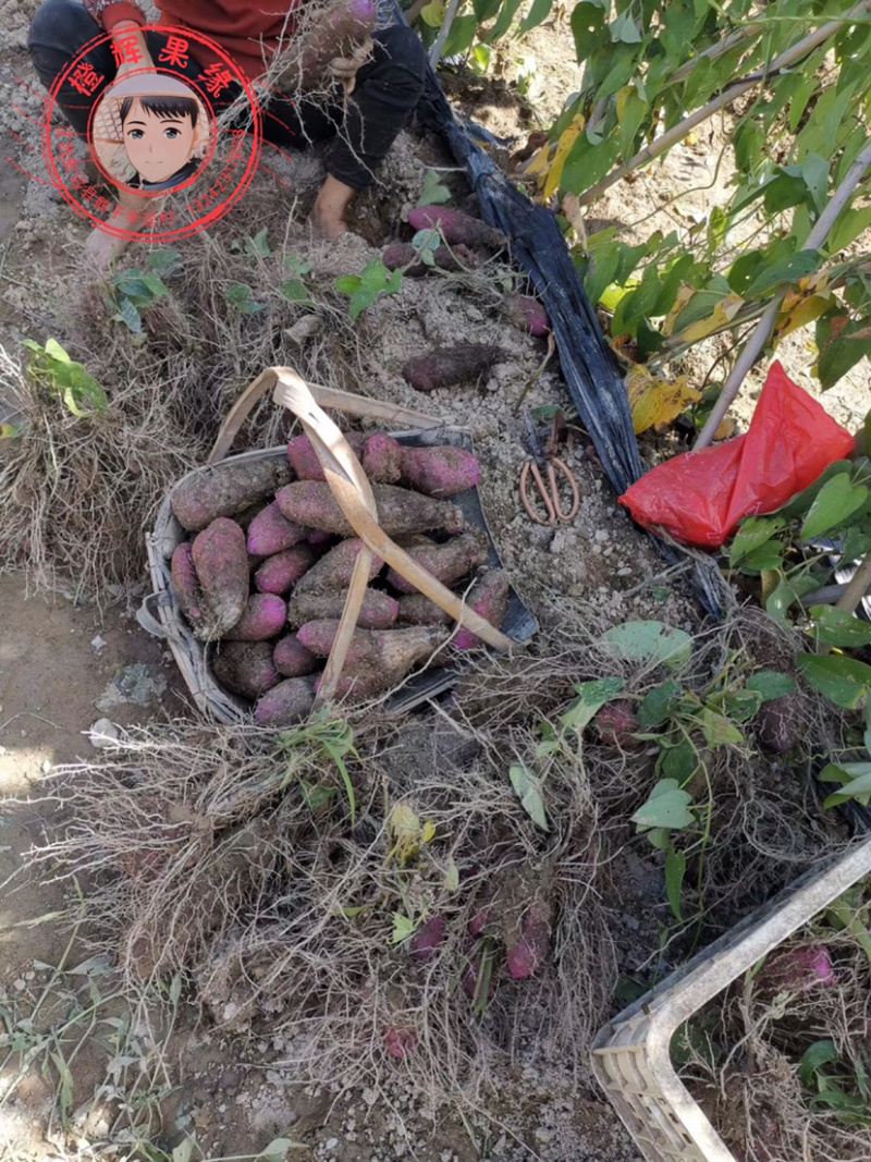 赣南紫山药种植万亩基地/优选一件代发/合作愉快！