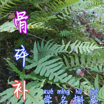 贵州毕节古夜郎大地野生中药材骨碎补大叶槲蕨